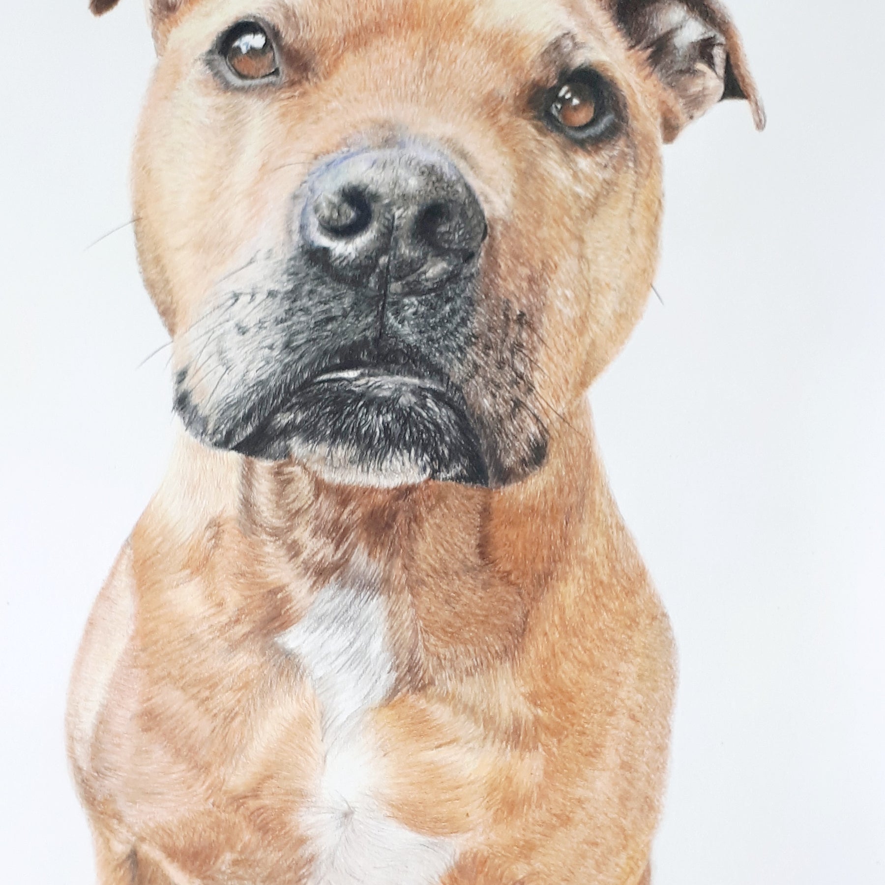Pet Portraits Hand drawn in Pencil