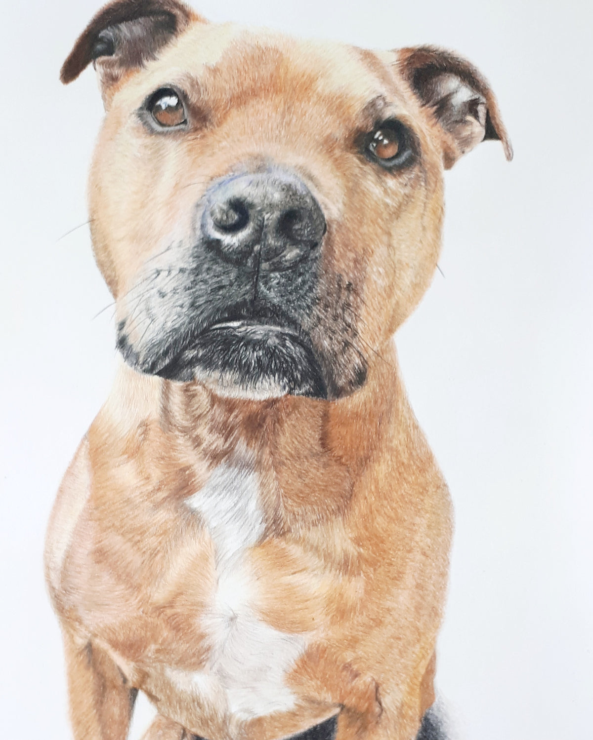 Pet Portraits Hand drawn in Pencil