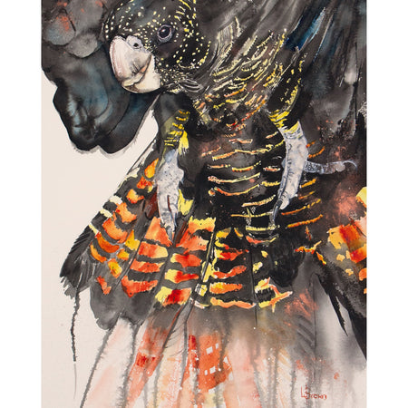 Black Cockatoo A3 Fine Art Print