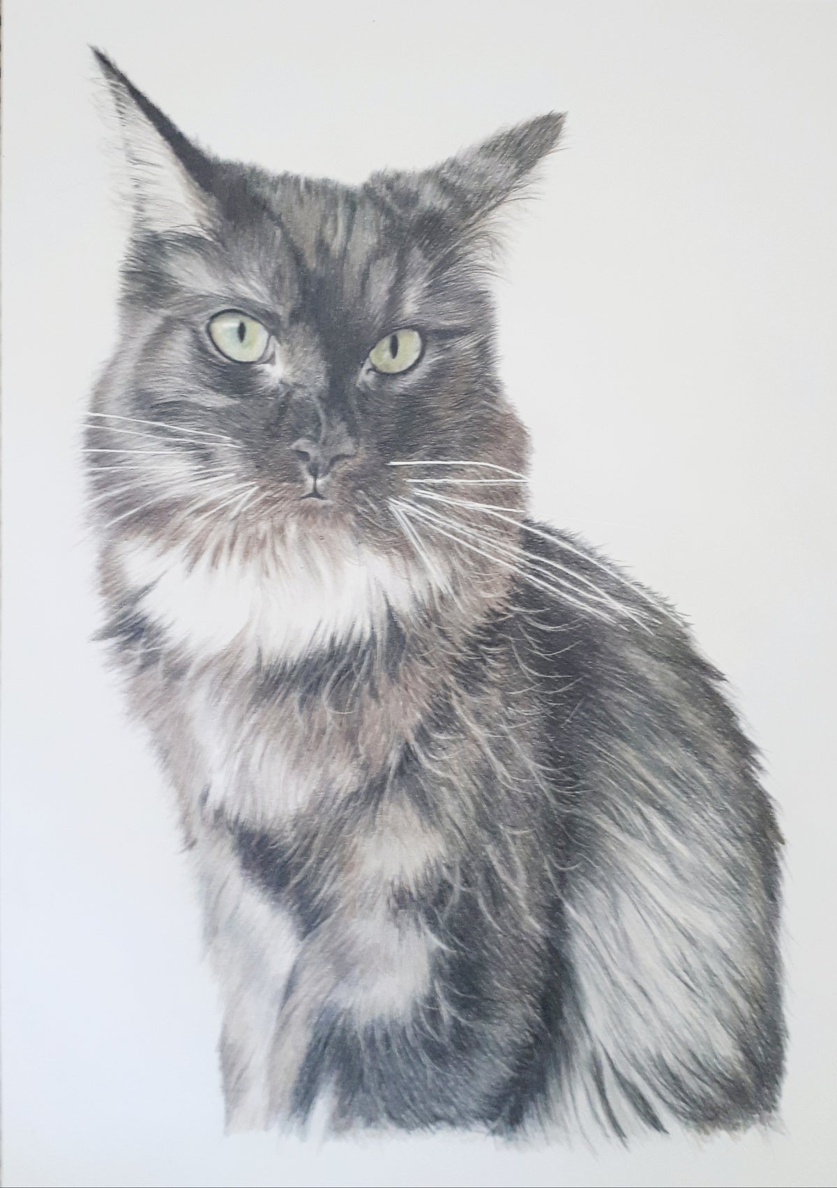 Pet Portraits Hand drawn in Pencil