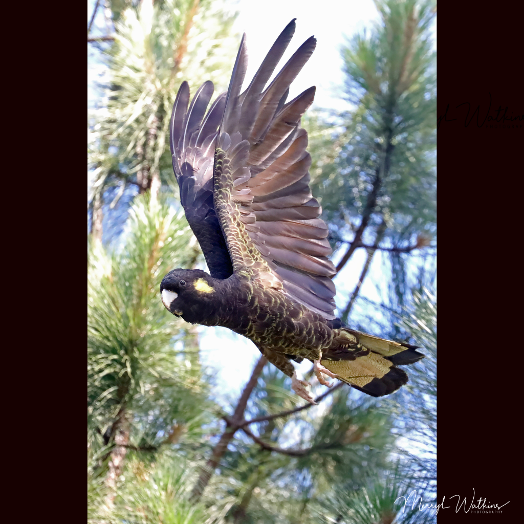 Blank Greeting Card - Female Yellow-Tailed Black-Cockatoo in Flight Photo