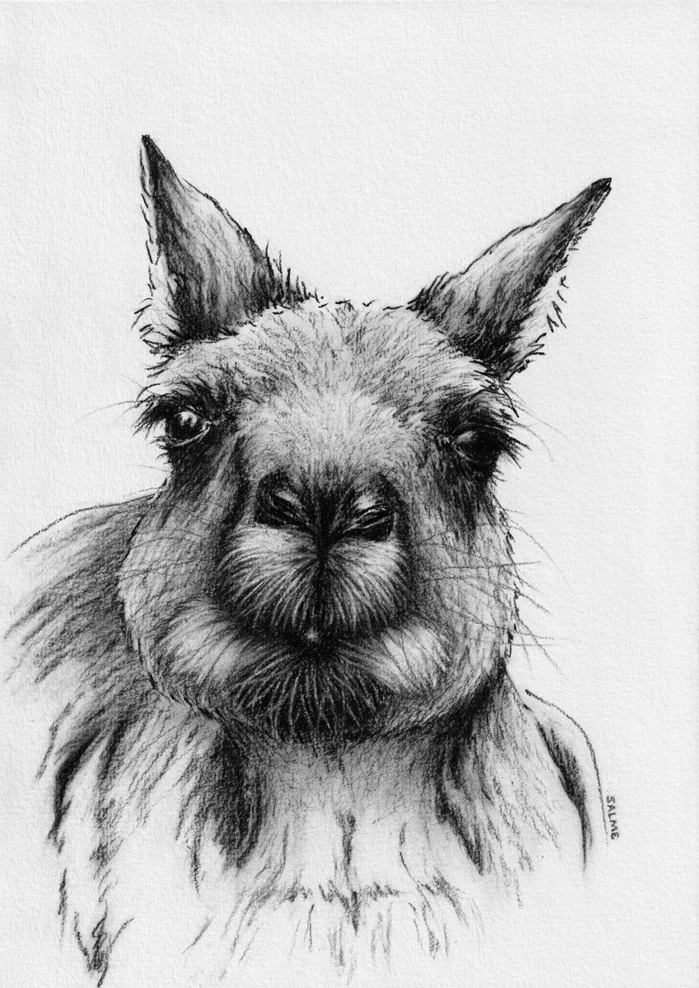 Curious Roo | Kangaroo | Hand Drawn Original Artwork