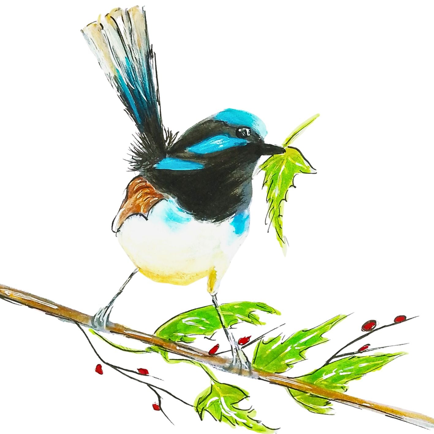 Blue Wren Unique Christmas Cards - 4 designs