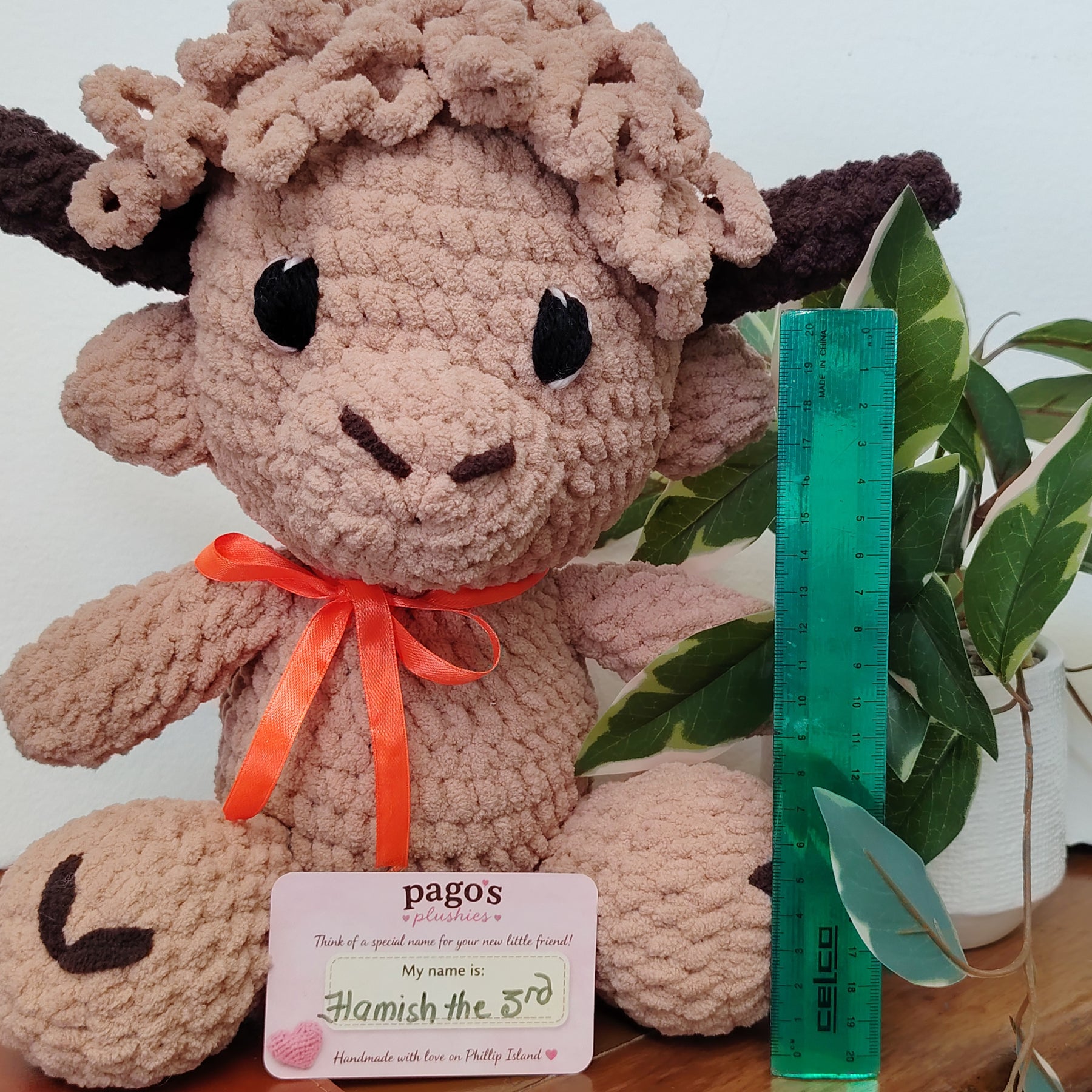 Hamish 3rd Highland Cow