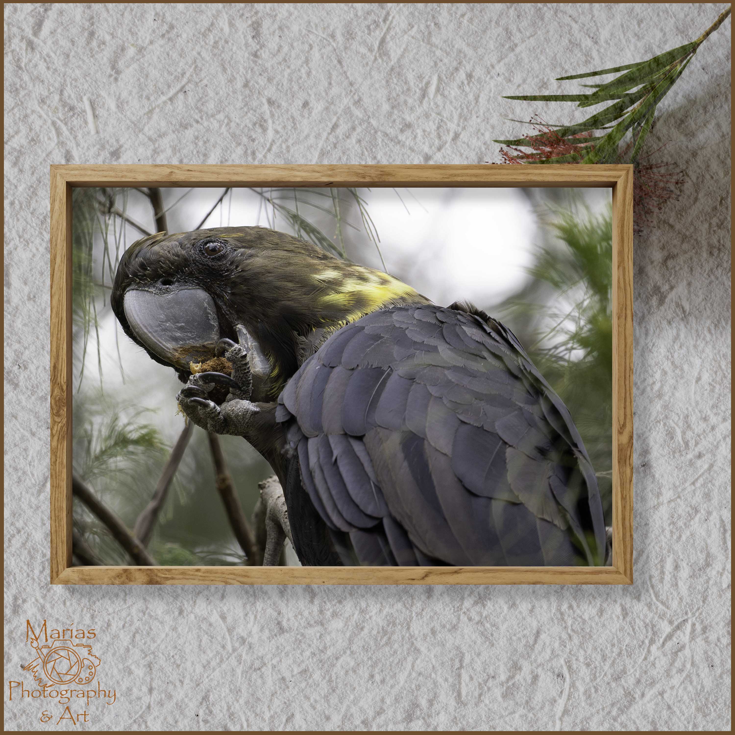 Photographic Print | Wall Art | Glossy Black Cockatoo female