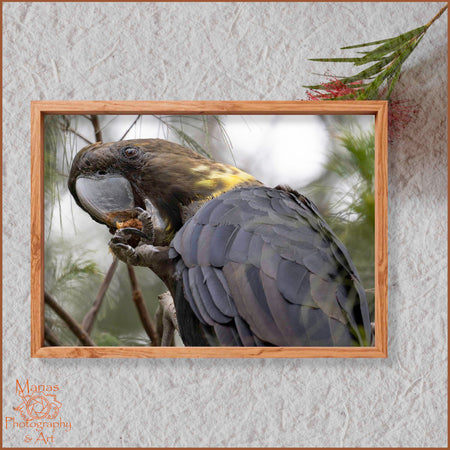 Photographic Print | Wall Art | Glossy Black Cockatoo female