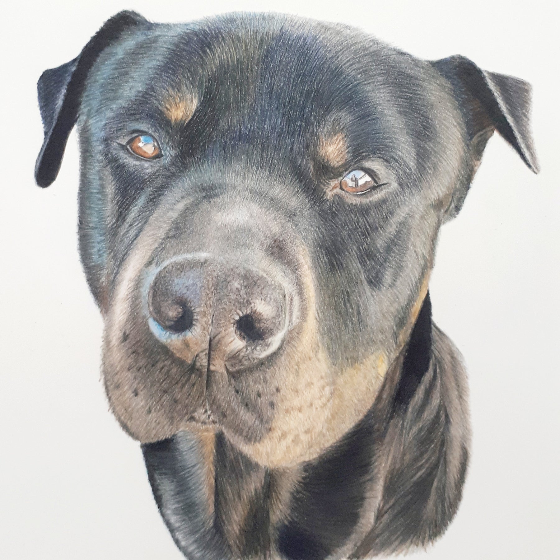 Pet Portraits Hand drawn in Pencil