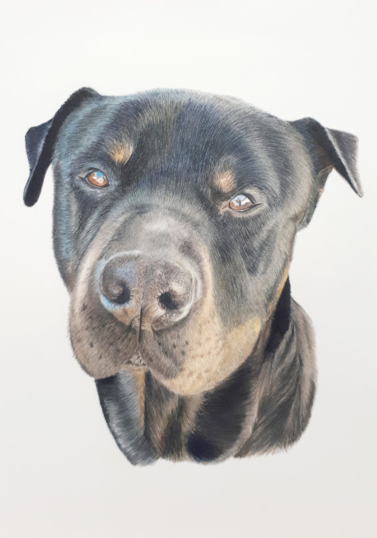 Pet Portraits Hand drawn in Pencil