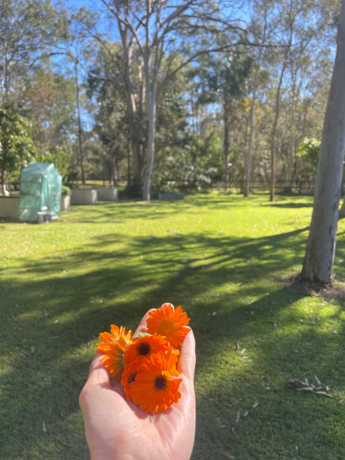 Calendula Salve (Balm)