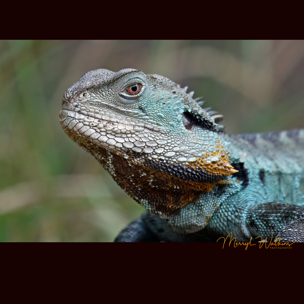 Blank Greeting Card - The Dragon (Gippsland Water Dragon)