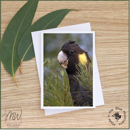 Blank Greeting Card - Female Yellow-Tailed Black-Cockatoo