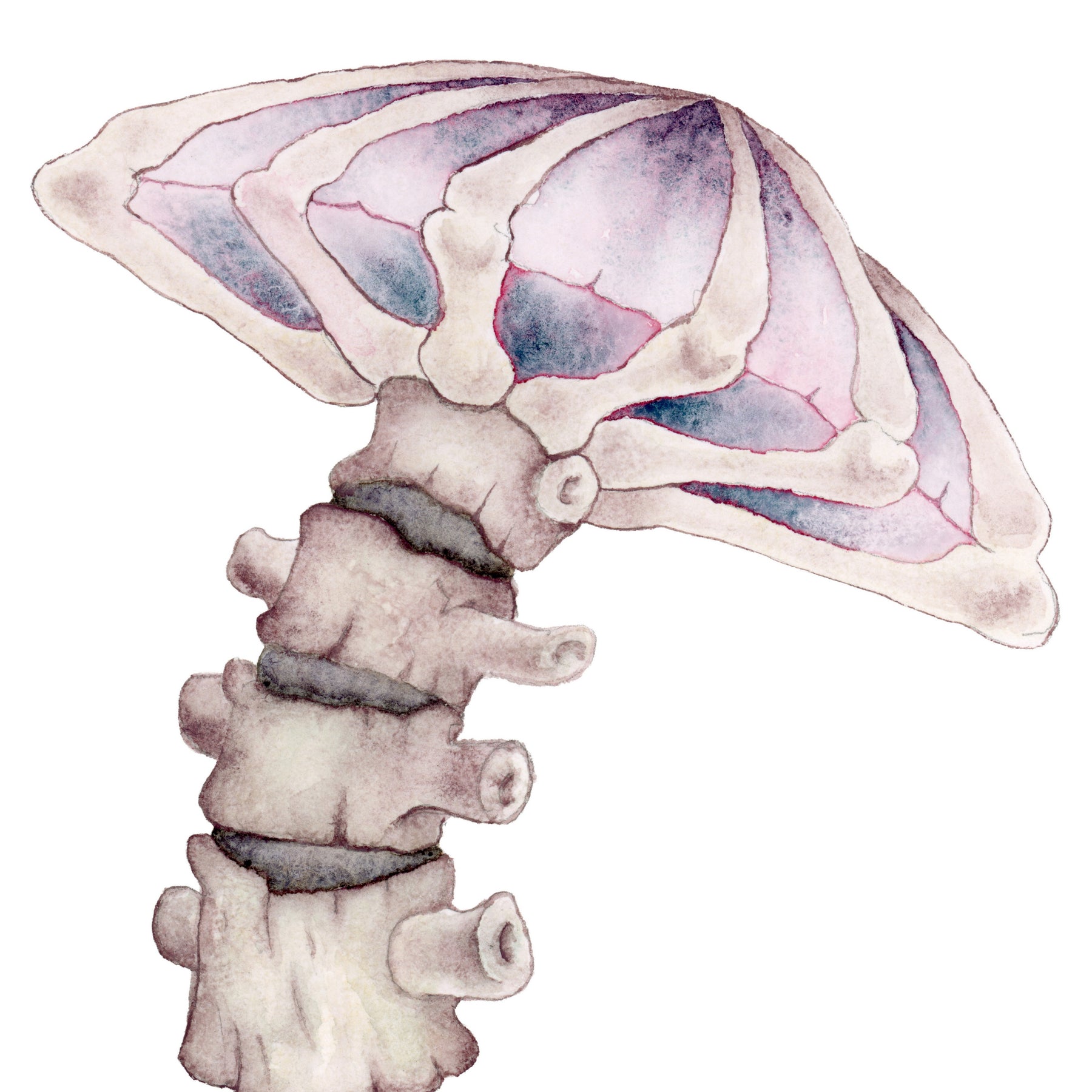 SPINAL MUSHROOM ARCHIVAL PRINTS AND CARD - TANGLED ROSE ART