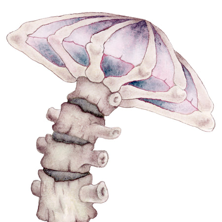 SPINAL MUSHROOM ARCHIVAL PRINTS AND CARD - TANGLED ROSE ART