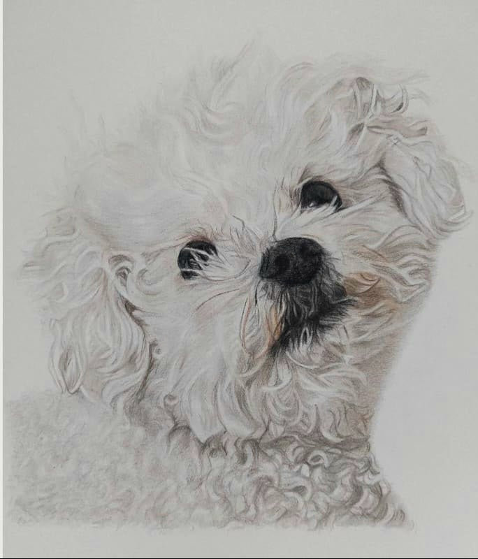 Pet Portraits Hand drawn in Pencil