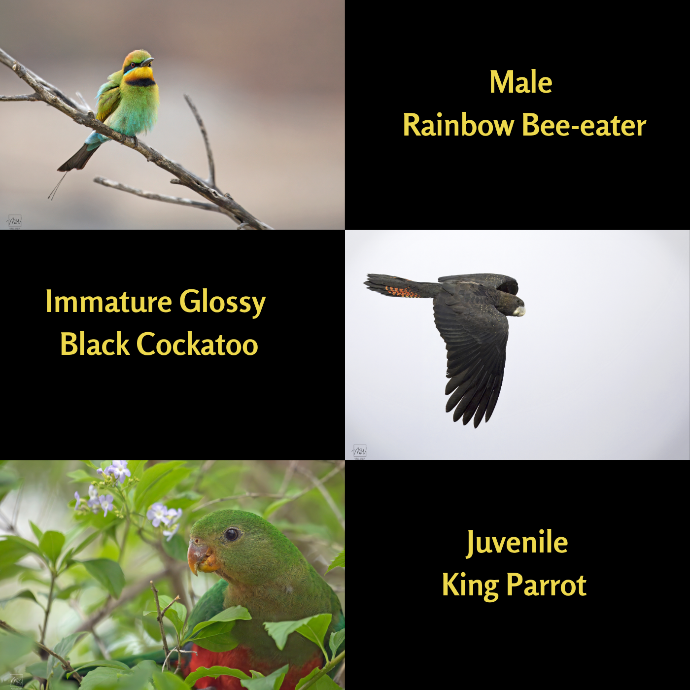 2027 Calendar - A Year of Birds - A4 Photographic Calendar