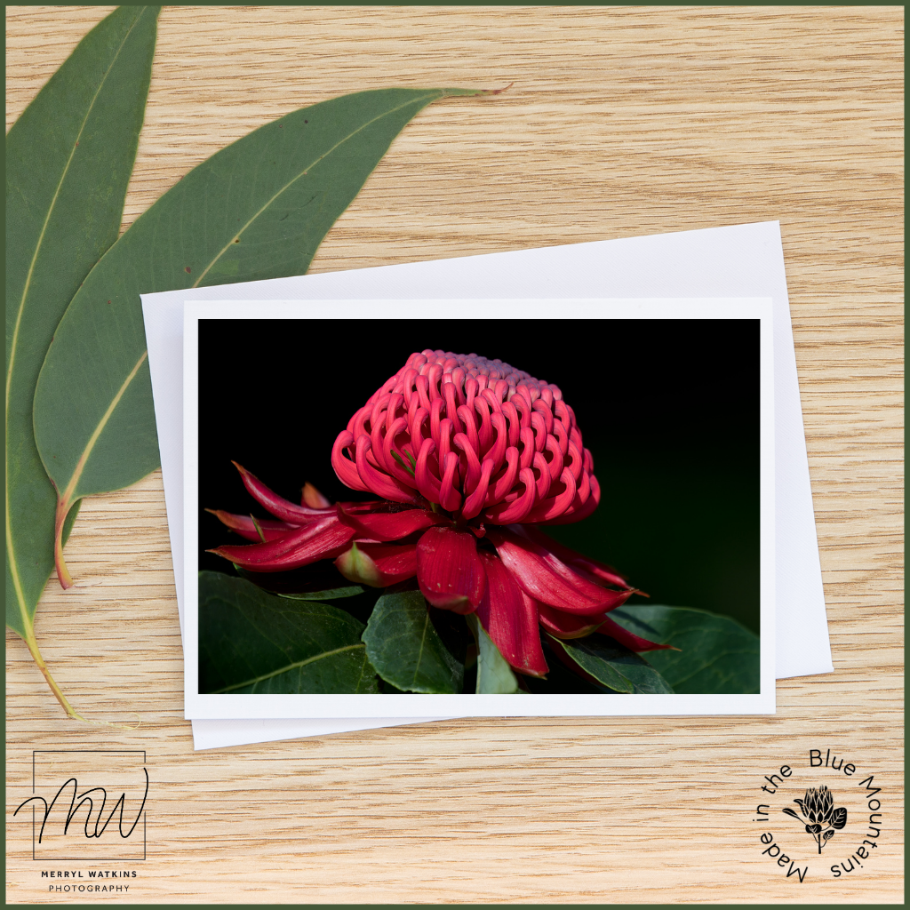 Blank Greeting Card - Waratah