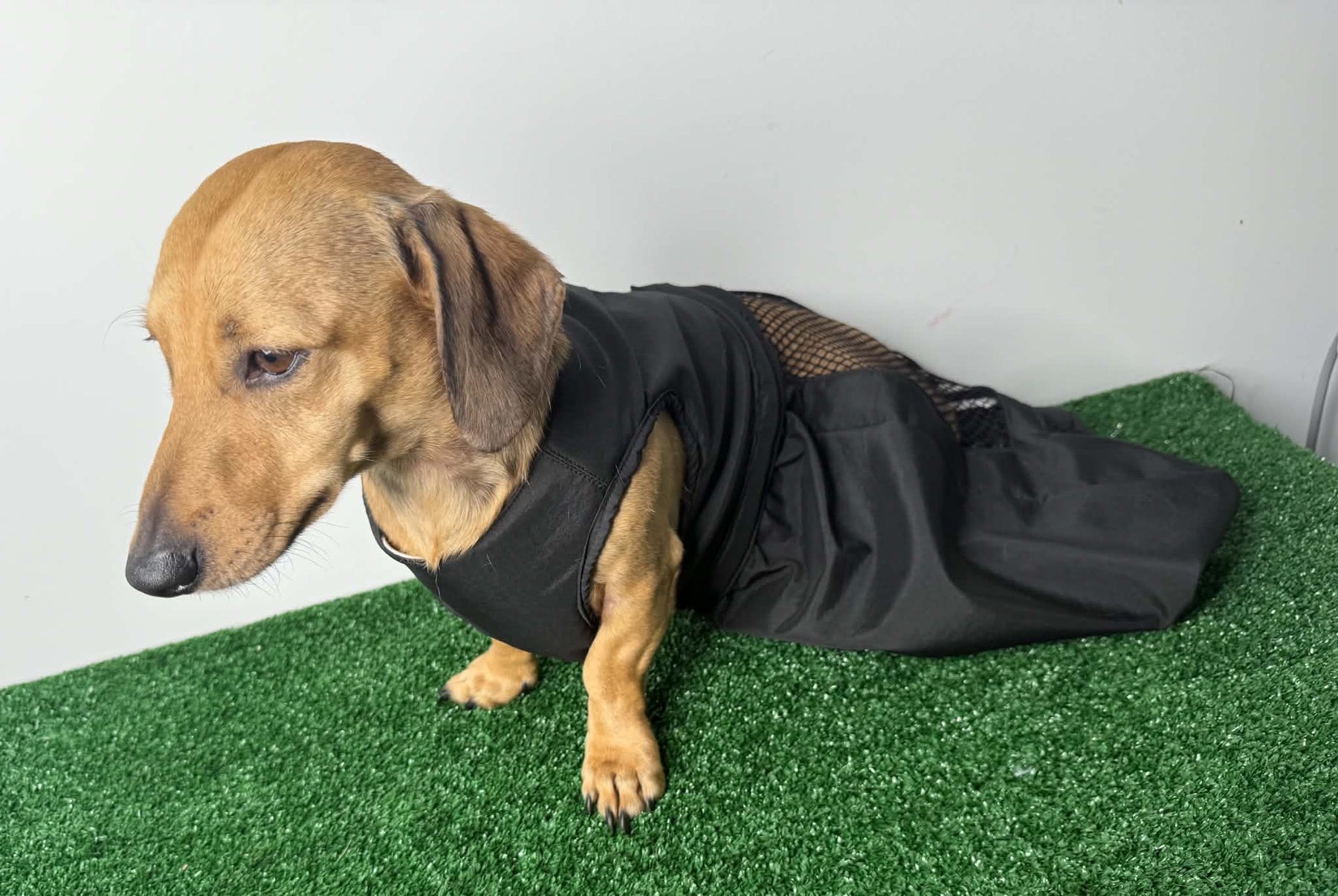 Dachshund Drag Bag/Indoor Mobility Suit/Drag suit/for dog with hind-leg paralysis, weakness, or IVDD recovery