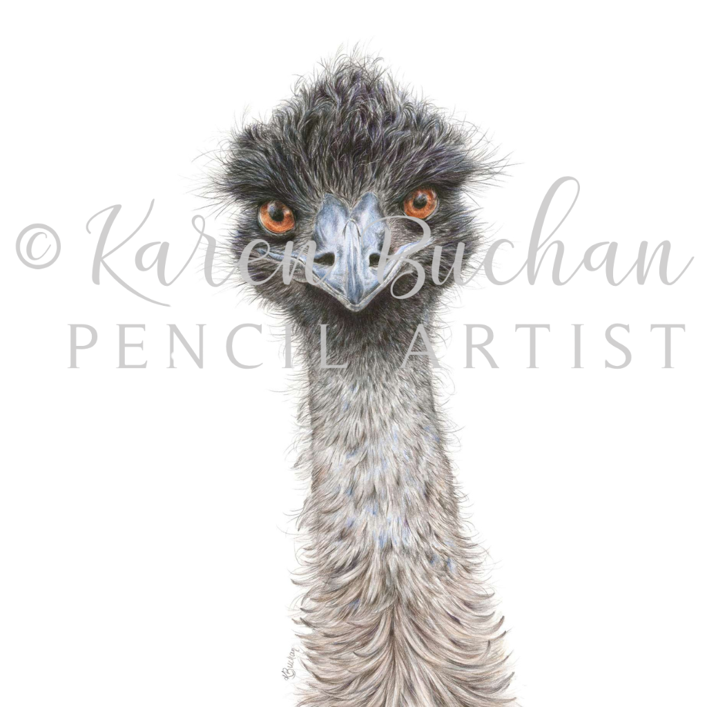Emu | Blank Greeting Card | Australian Wildlife | Recycled
