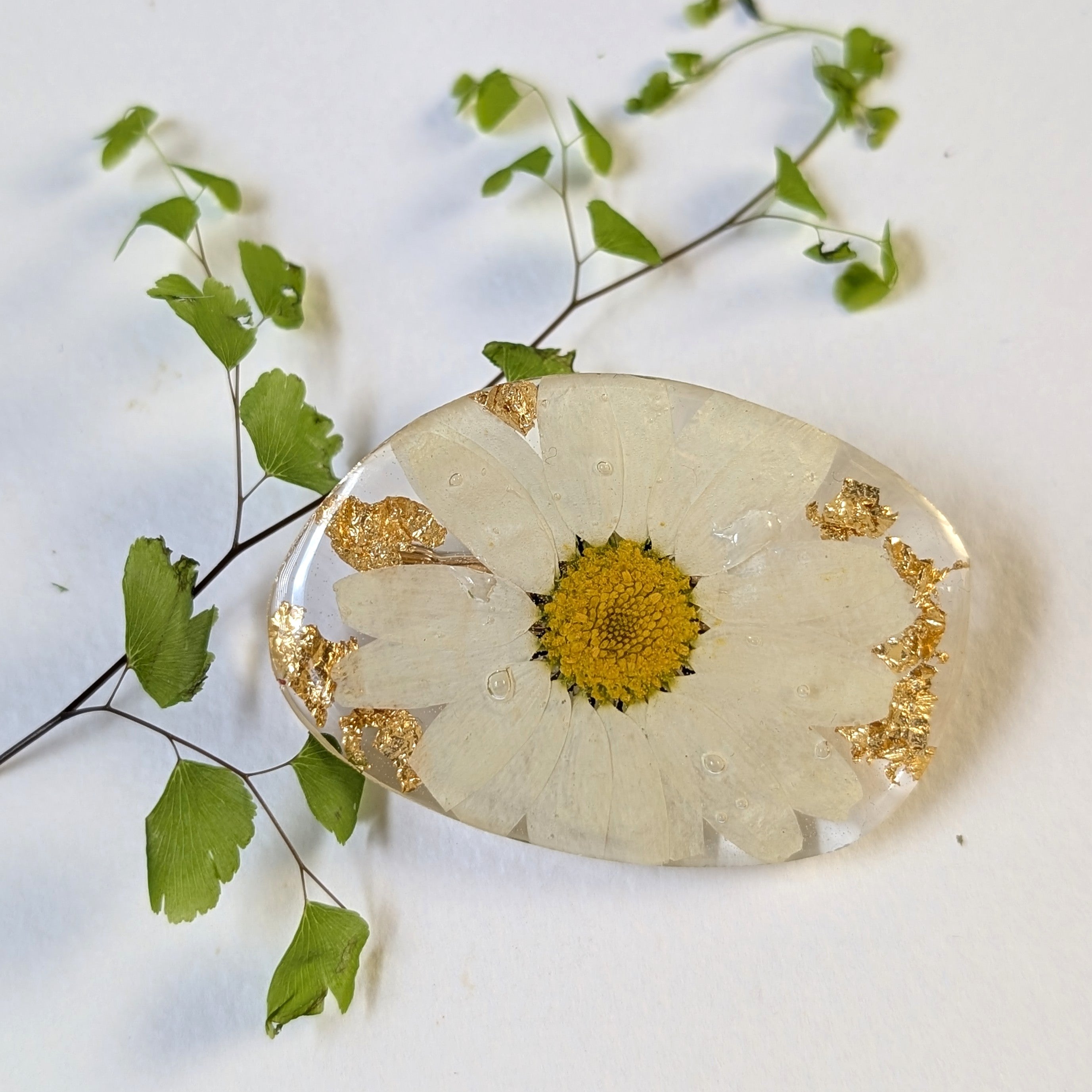 Real White Daisy Pressed Resin Floral Brooch Pin