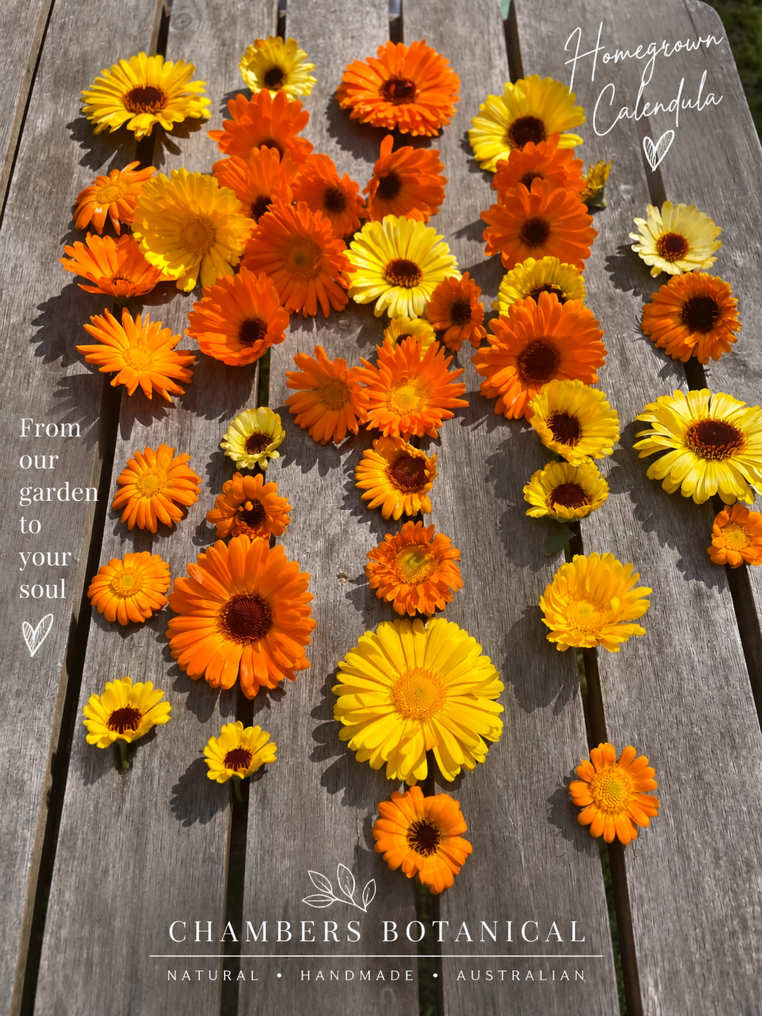 Calendula Salve (Balm)