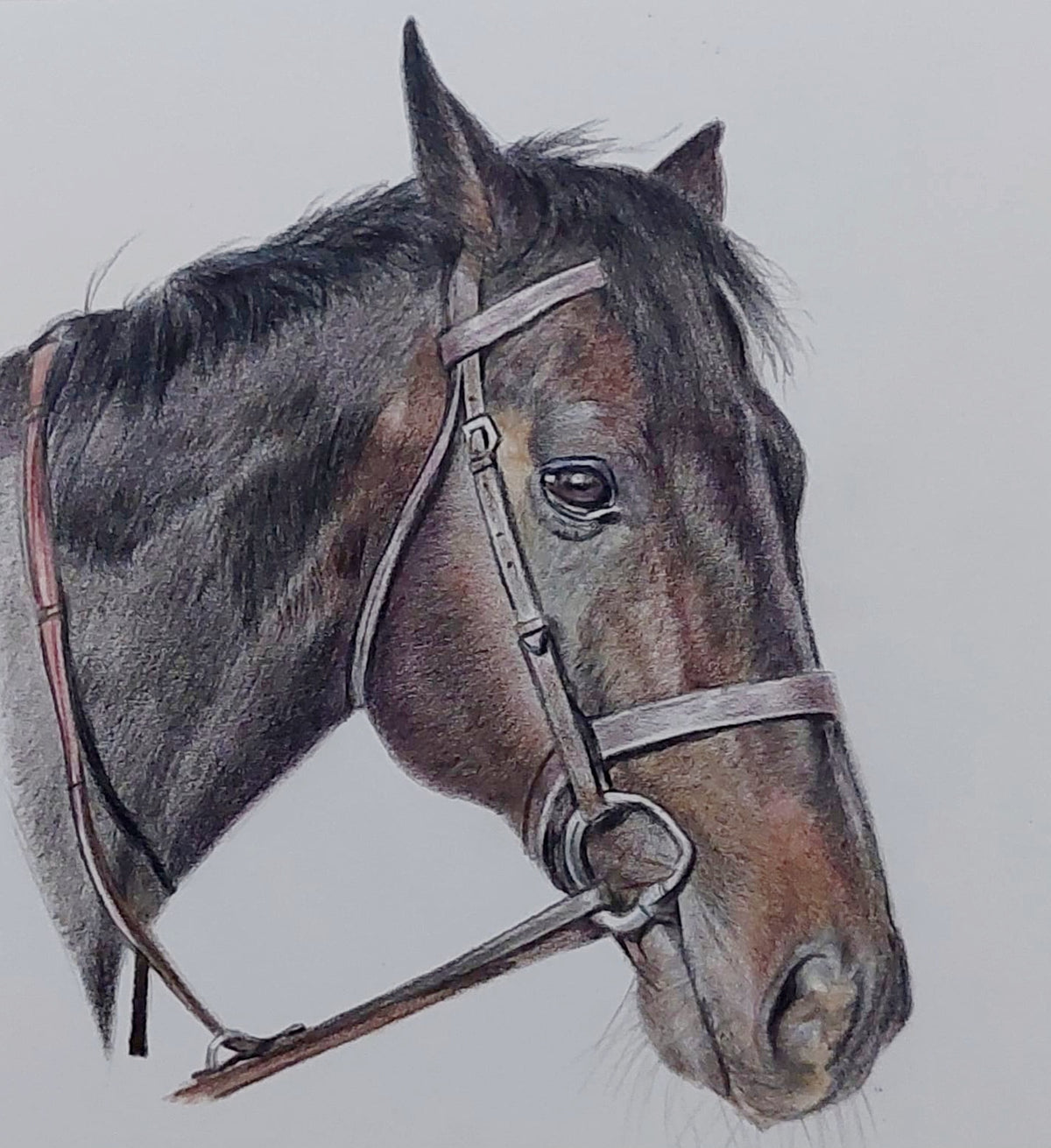 Pet Portraits Hand drawn in Pencil