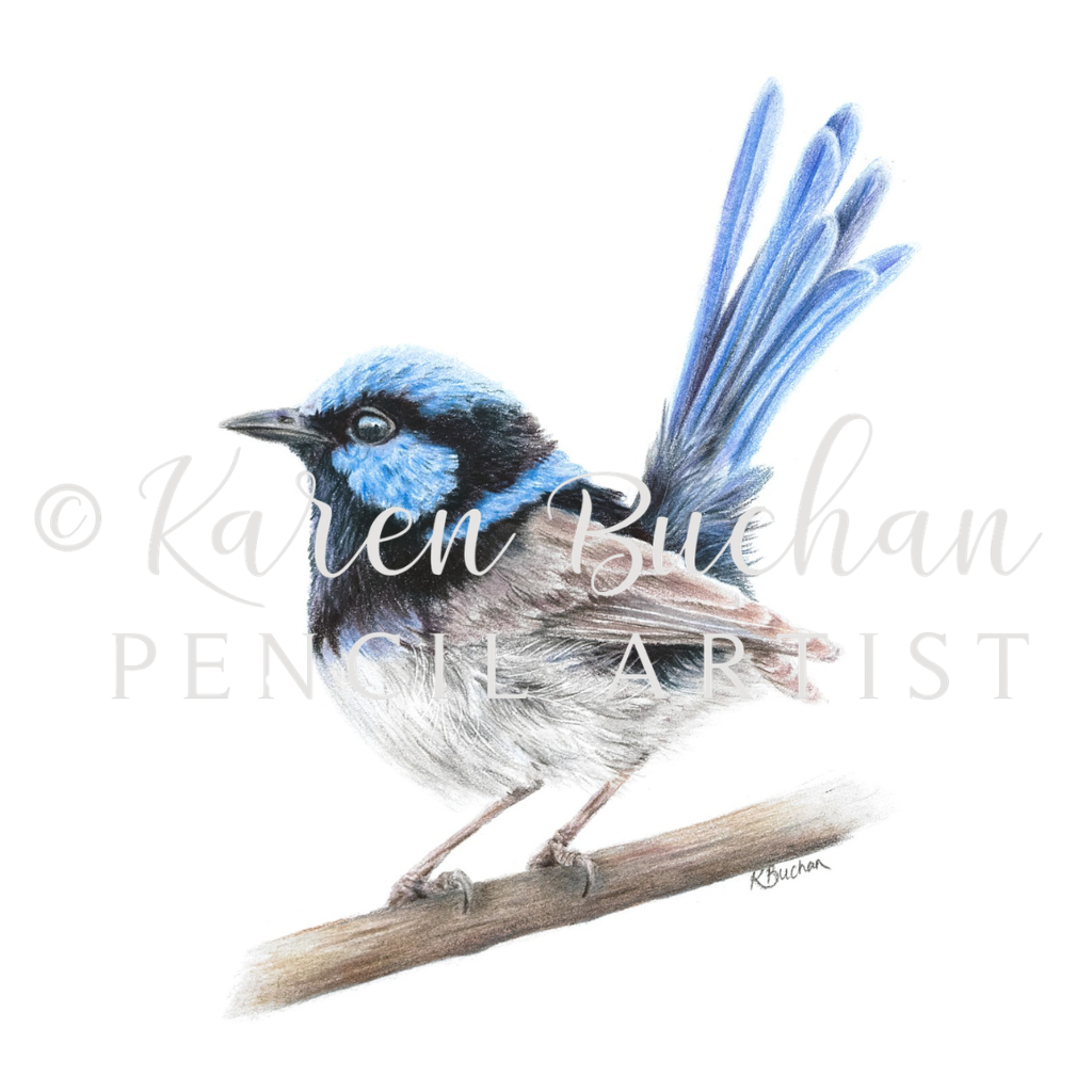 Superb Fairy Wren | Blank Greeting Card | Australian Wildlife | Recycled