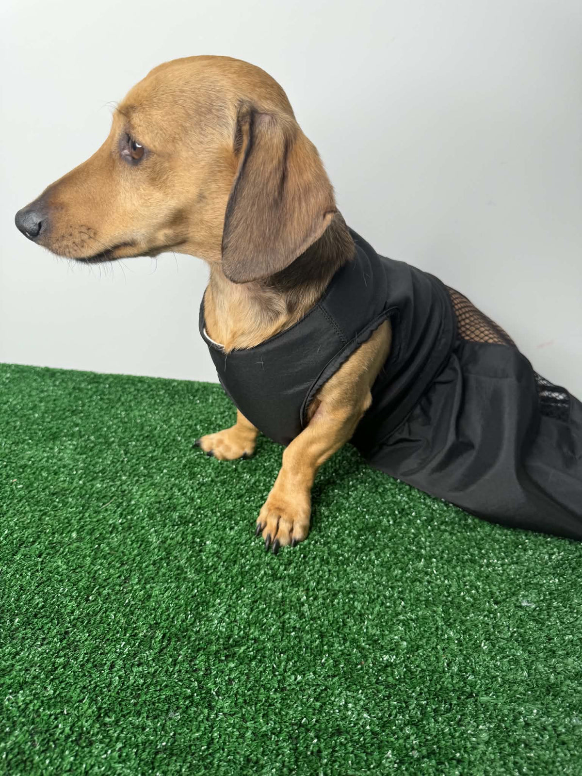 Dachshund Drag Bag/Indoor Mobility Suit/Drag suit/for dog with hind-leg paralysis, weakness, or IVDD recovery