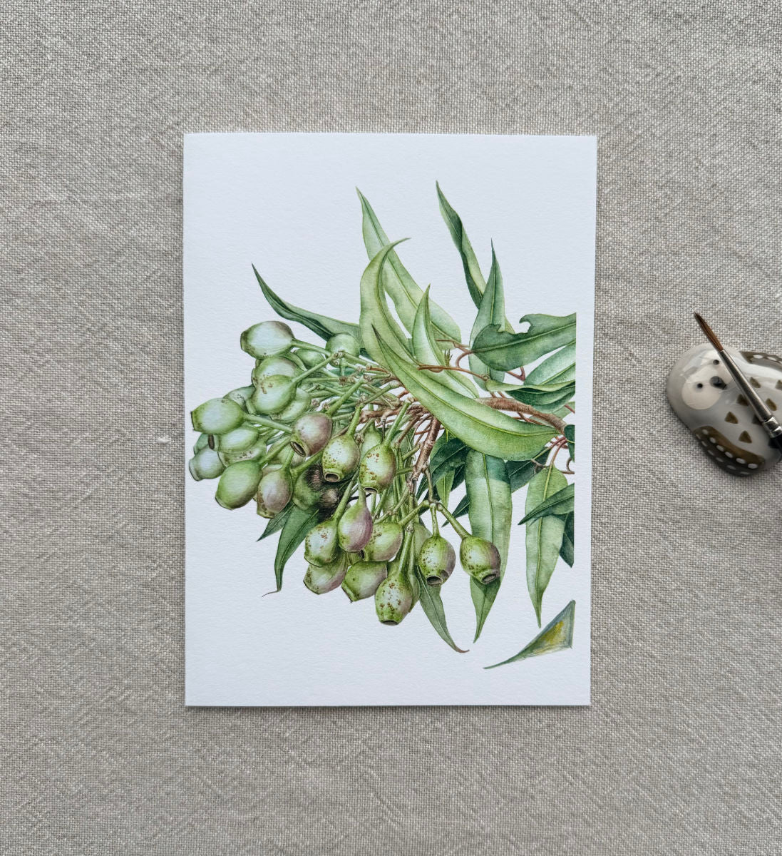 Flowering Gum Card (Corymbia ficifolia)/Gum nuts - Premium Botanical Print