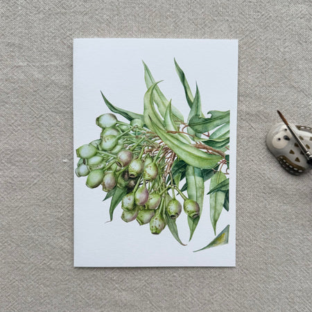 Flowering Gum Card (Corymbia ficifolia)/Gum nuts - Premium Botanical Print