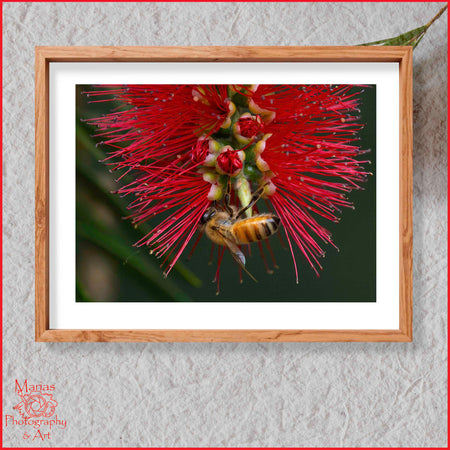 Photographic print | Wall Art | Bee-autiful