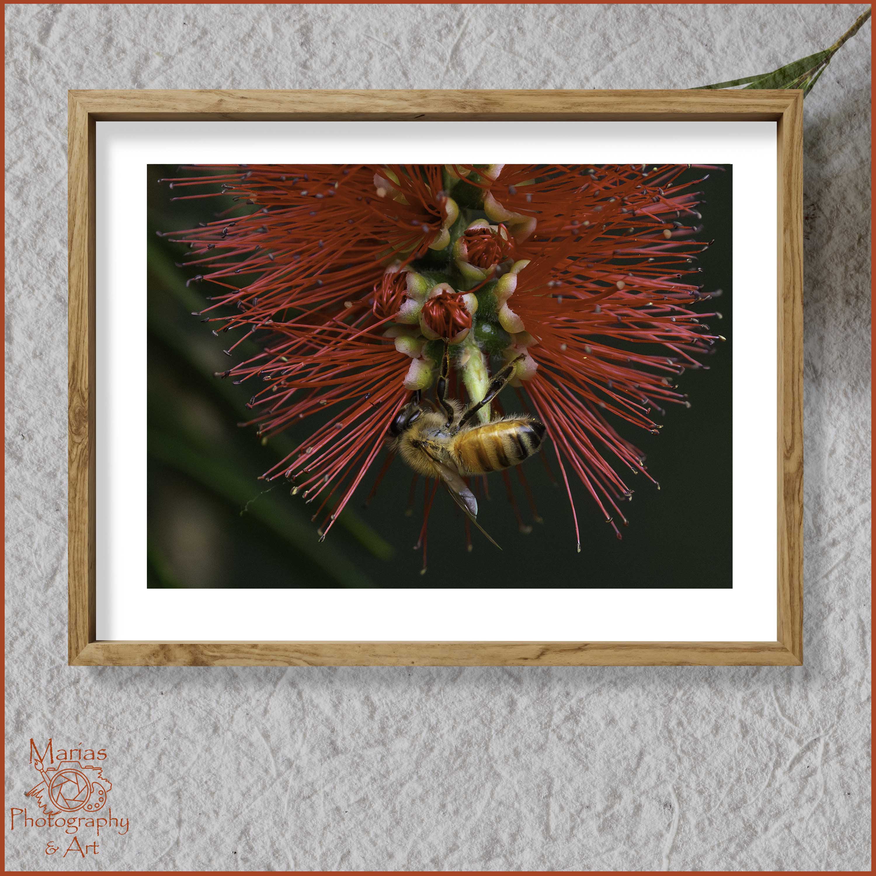 Photographic print | Wall Art | Bee-autiful