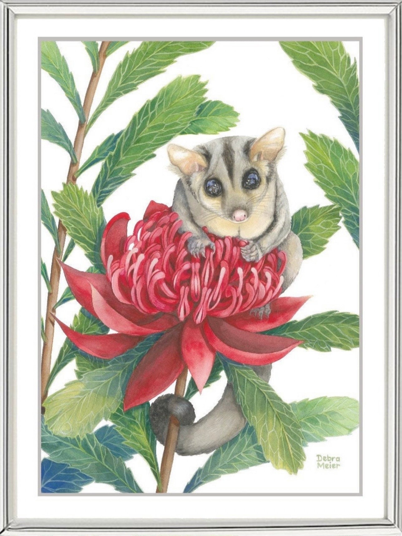 Sugar Glider art print by Debra Meier