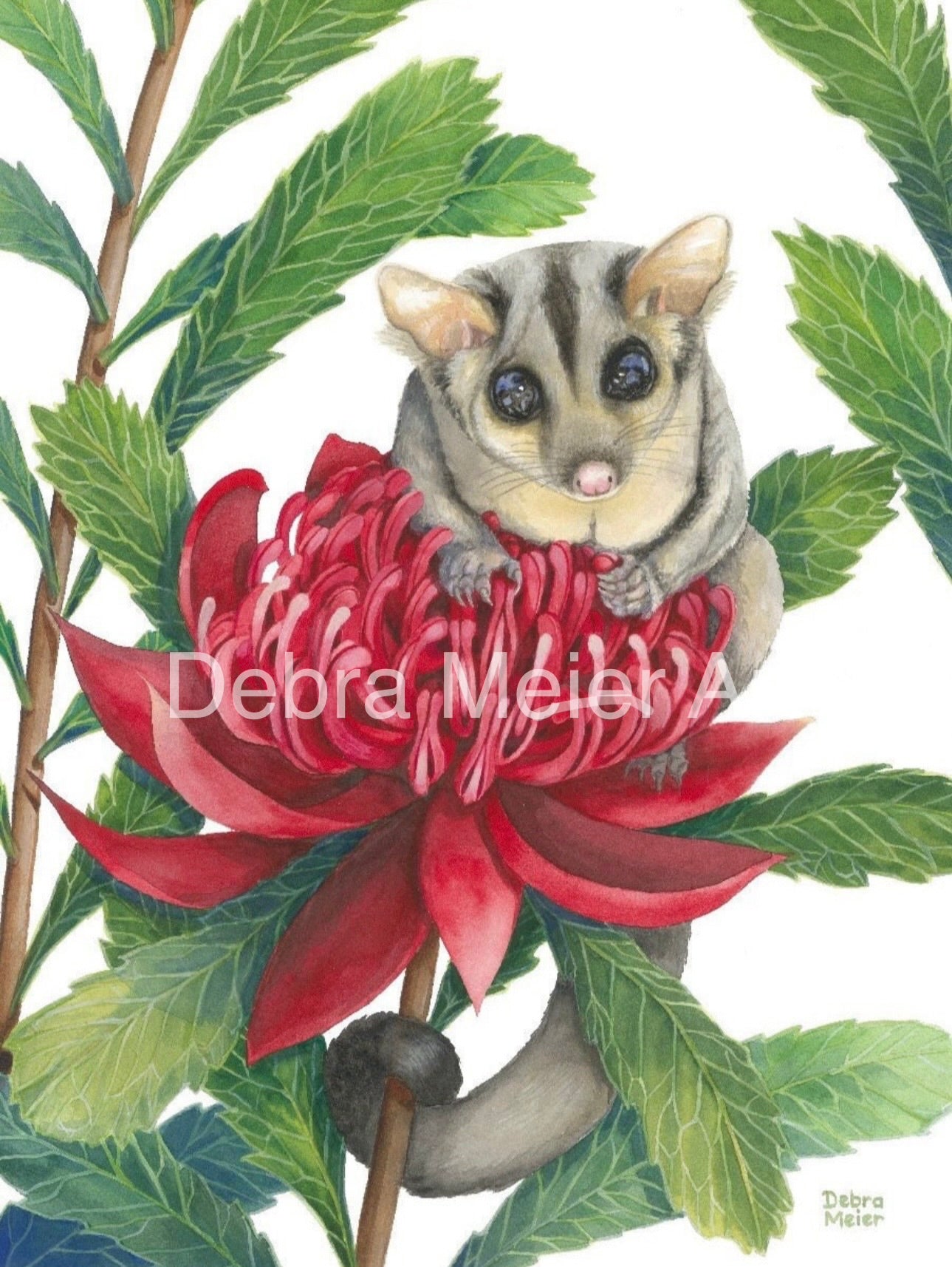Sugar Glider art print by Debra Meier