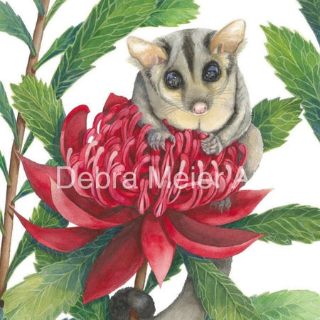 Sugar Glider art print by Debra Meier