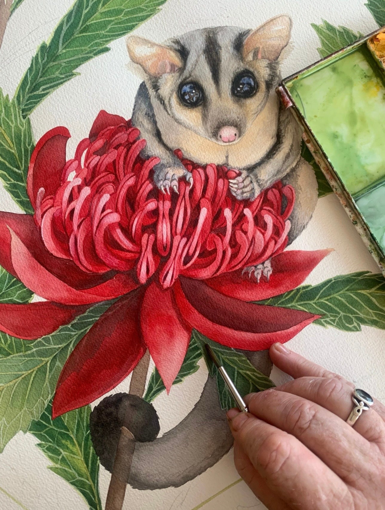 Sugar Glider art print by Debra Meier