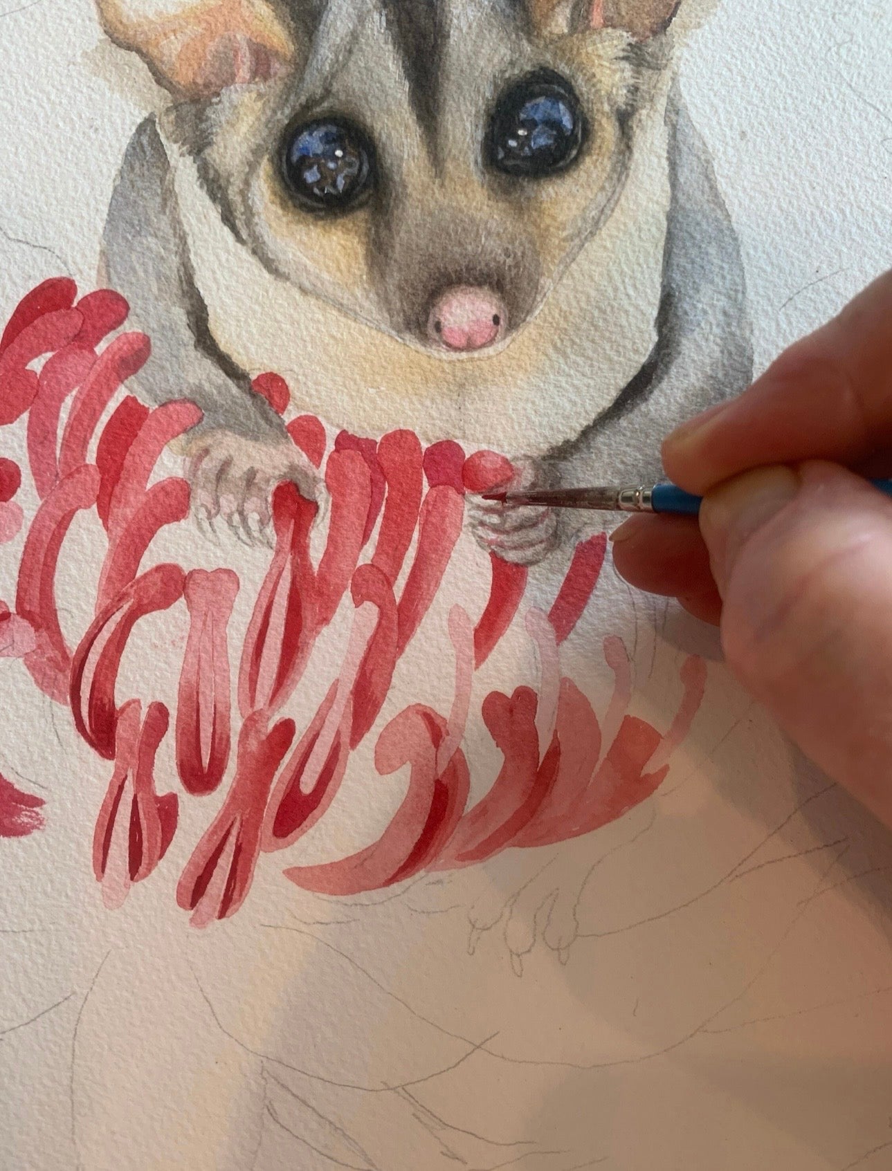 Sugar Glider art print by Debra Meier