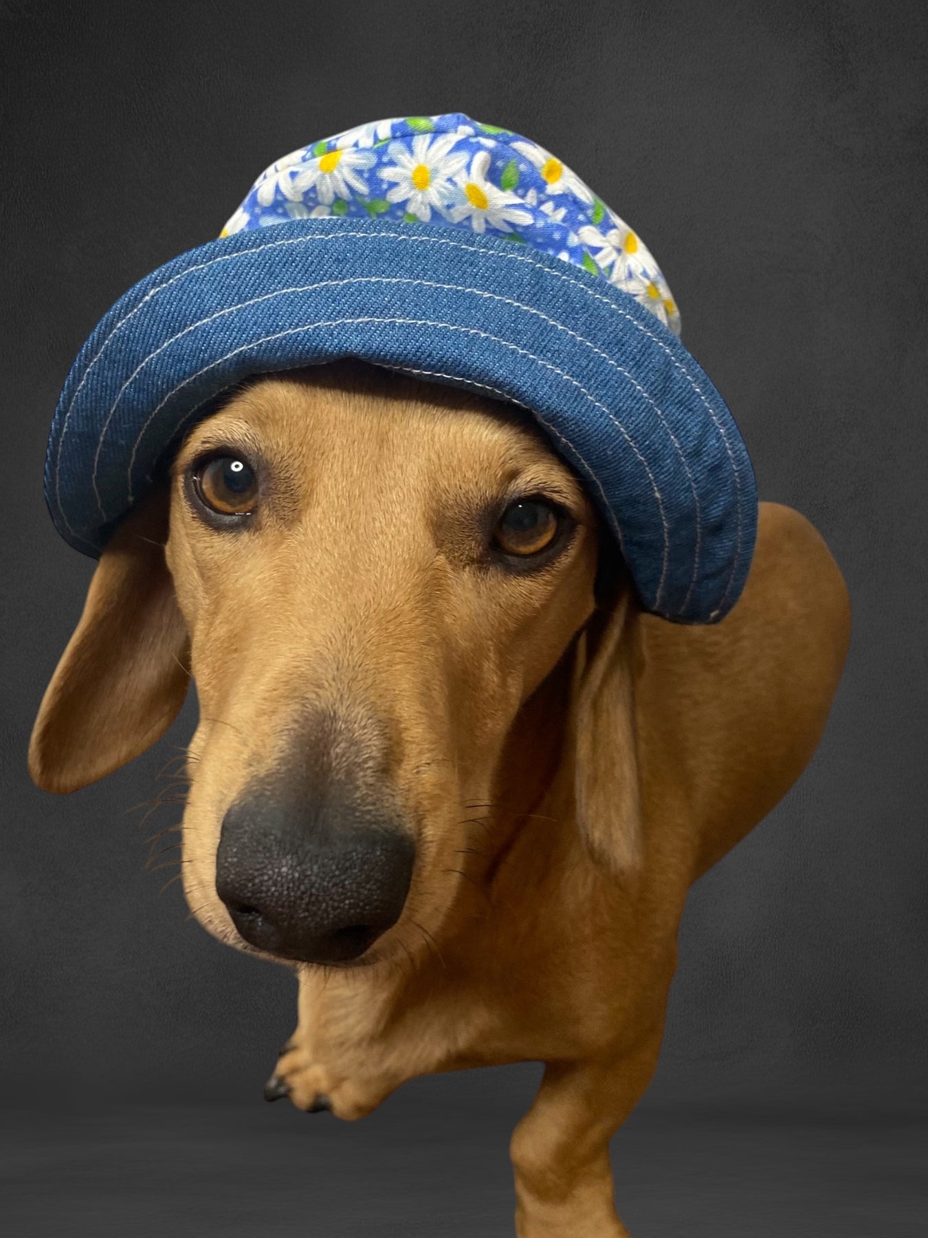 Bucket hat for dogs, Handmade Pet clothing/costume Hat
