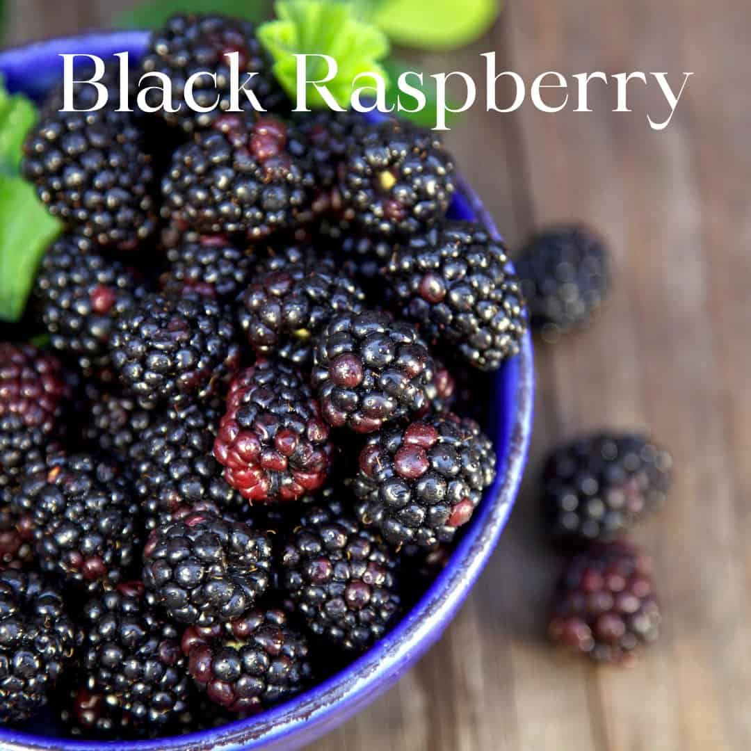 Black Raspberry Rubywood Laundry Booster
