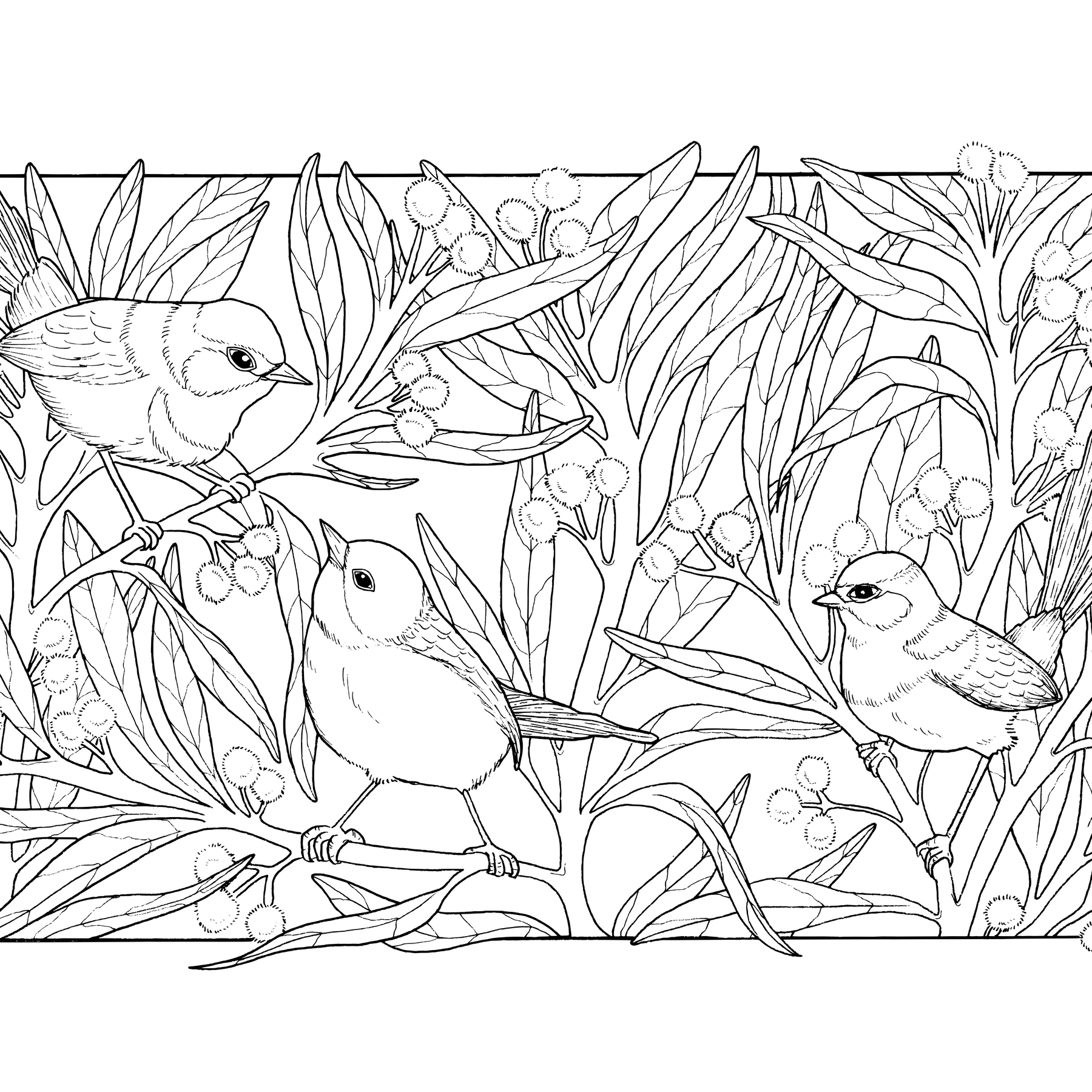 Fairy Wrens - Black & White - Greeting Card 1pk