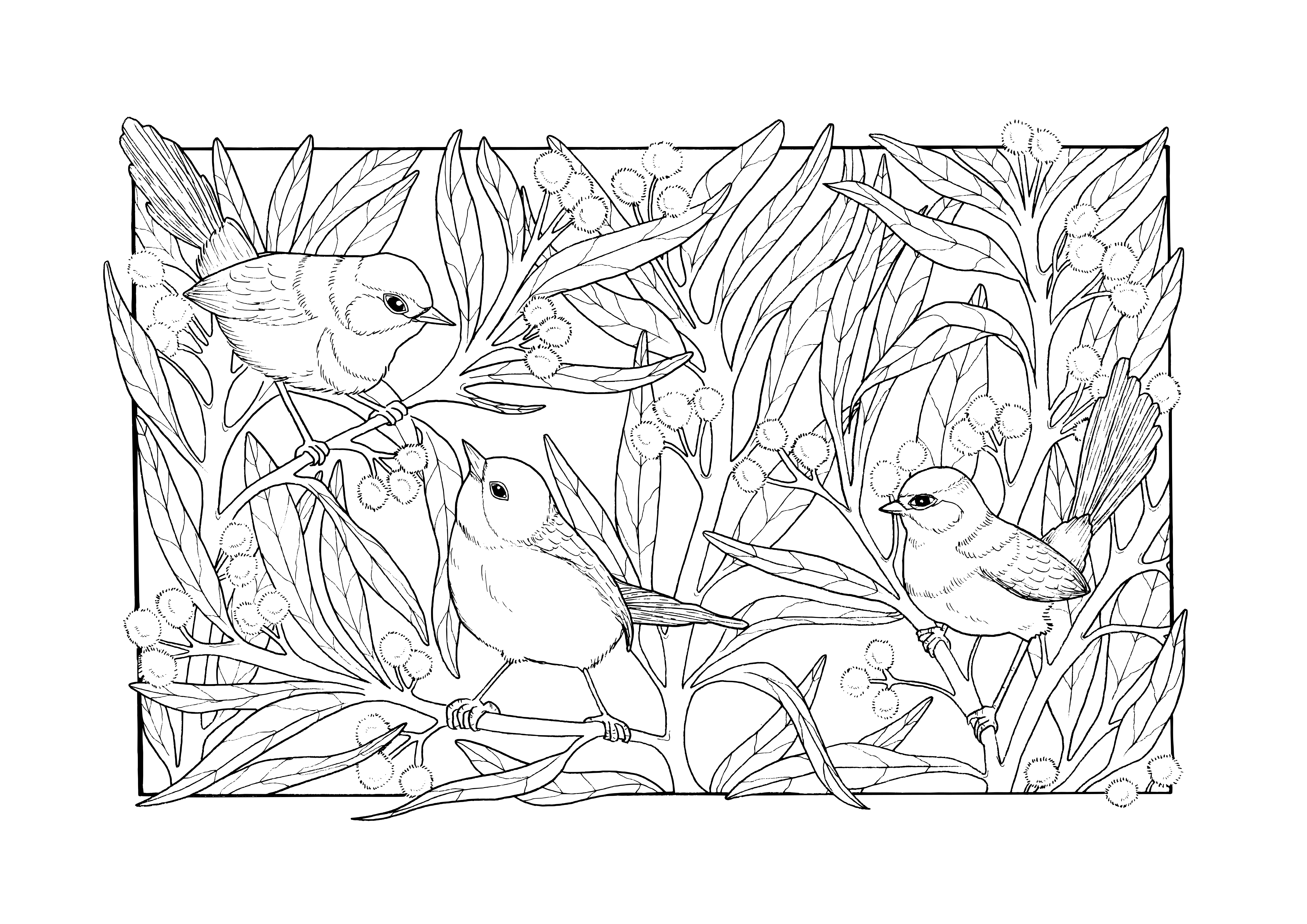 Fairy Wrens - Black & White - Greeting Card 1pk