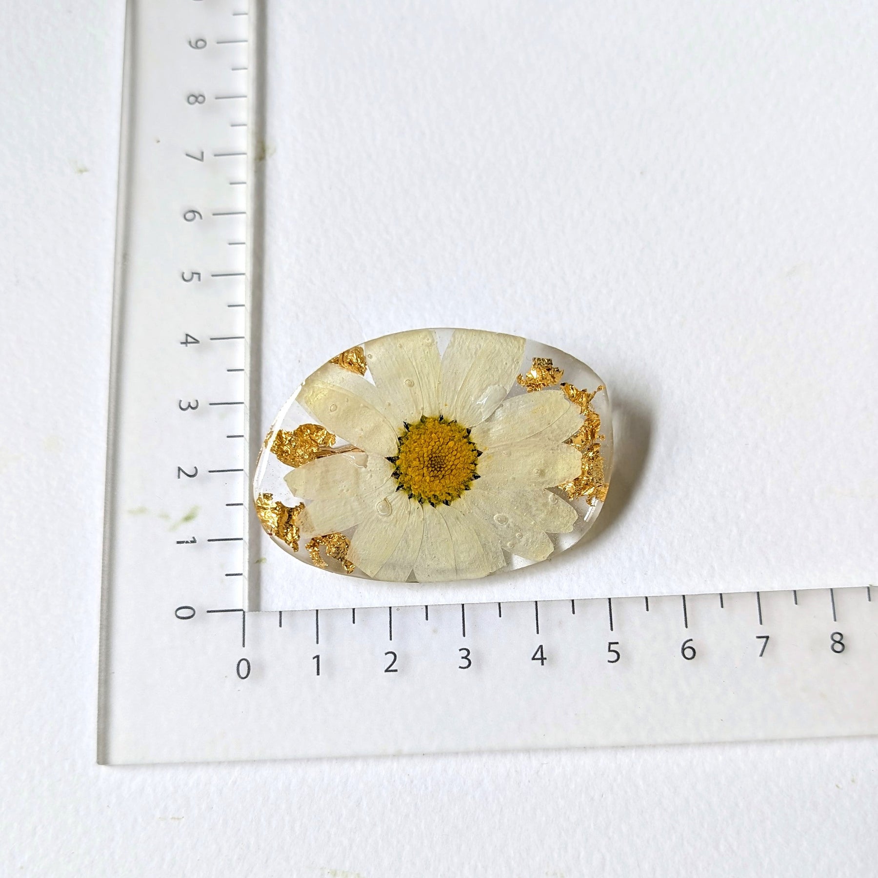 Real White Daisy Pressed Resin Floral Brooch Pin