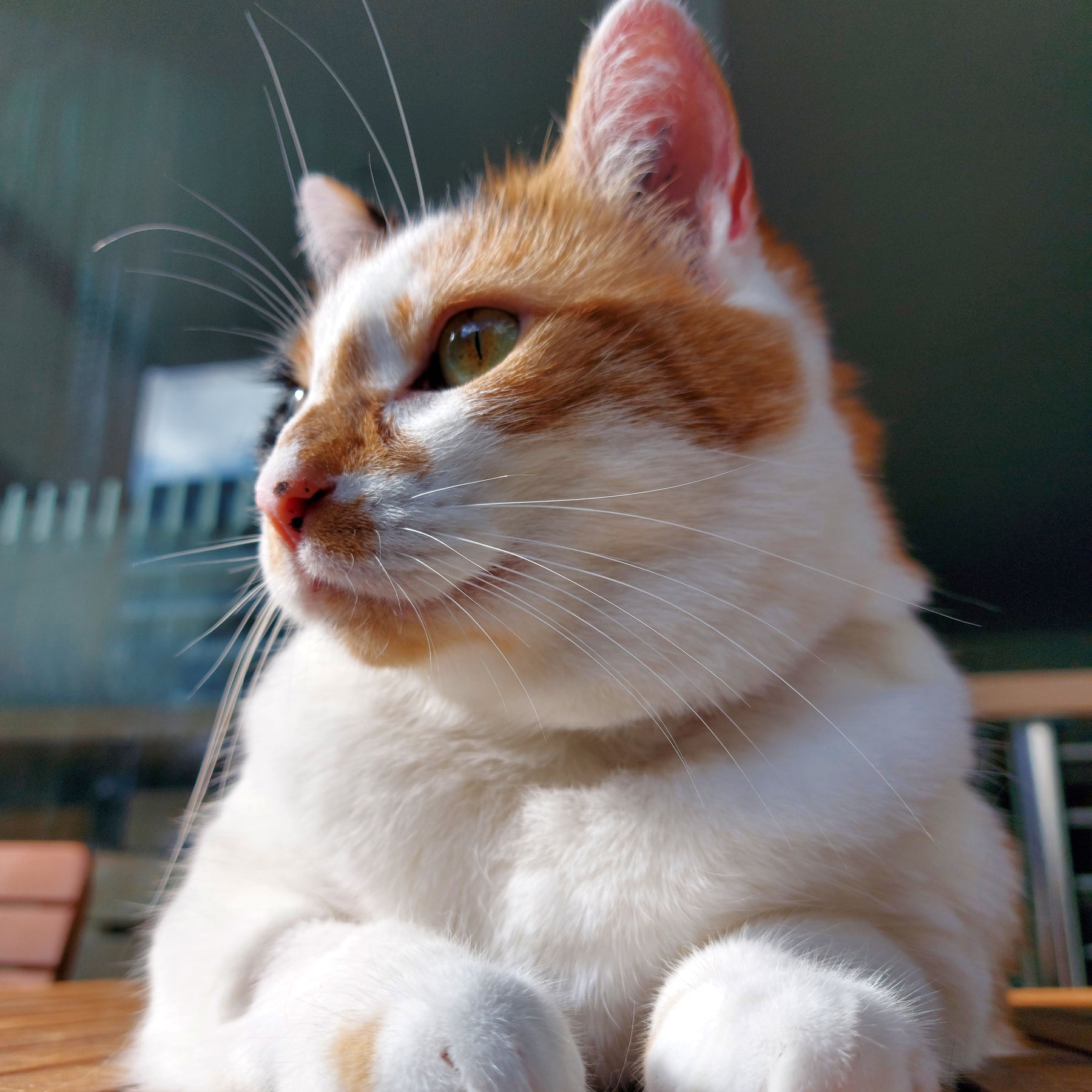 Custom Watercolour Pet Portrait – Hand-Painted with Love