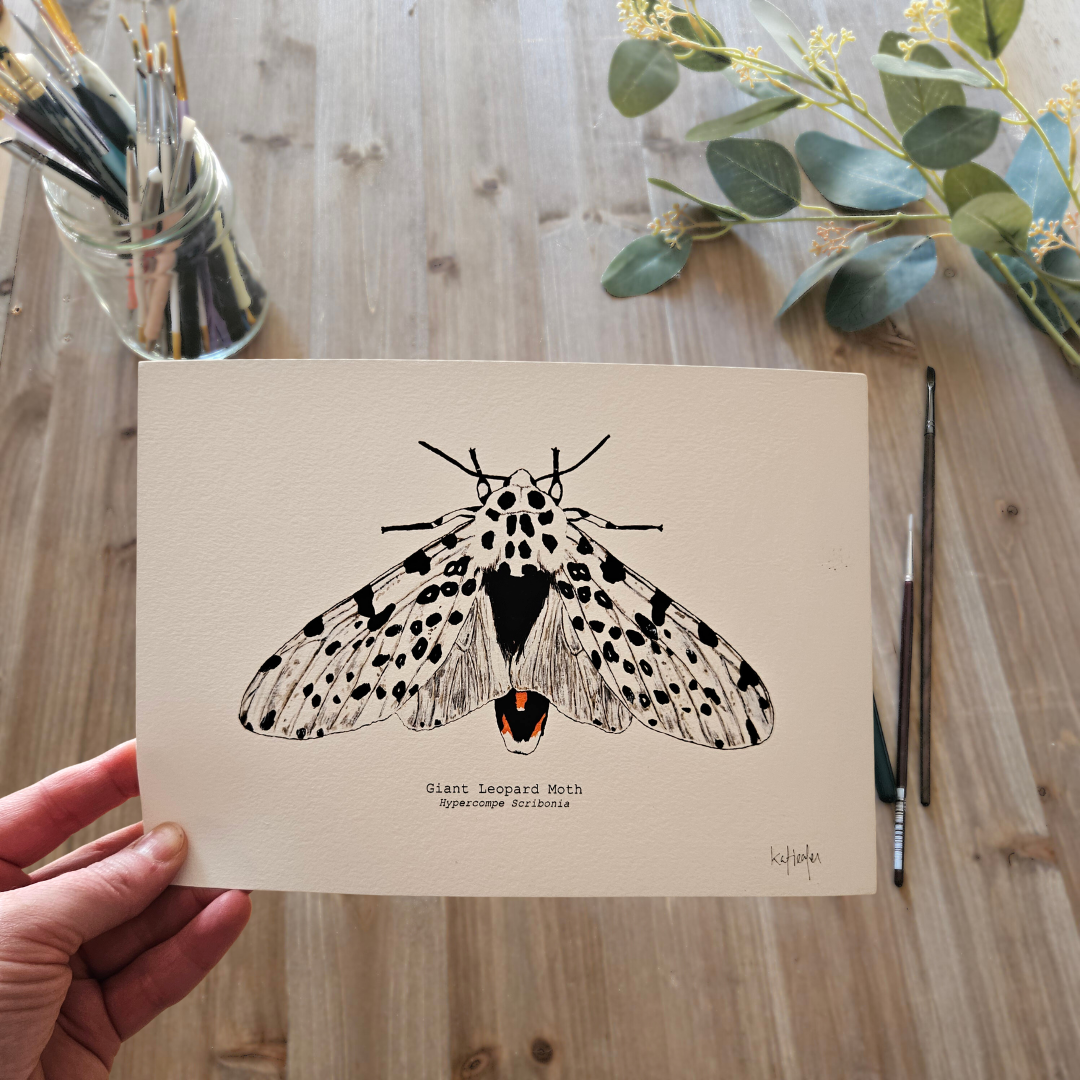 Watercolour Art Print - 'Giant Leopard Moth'