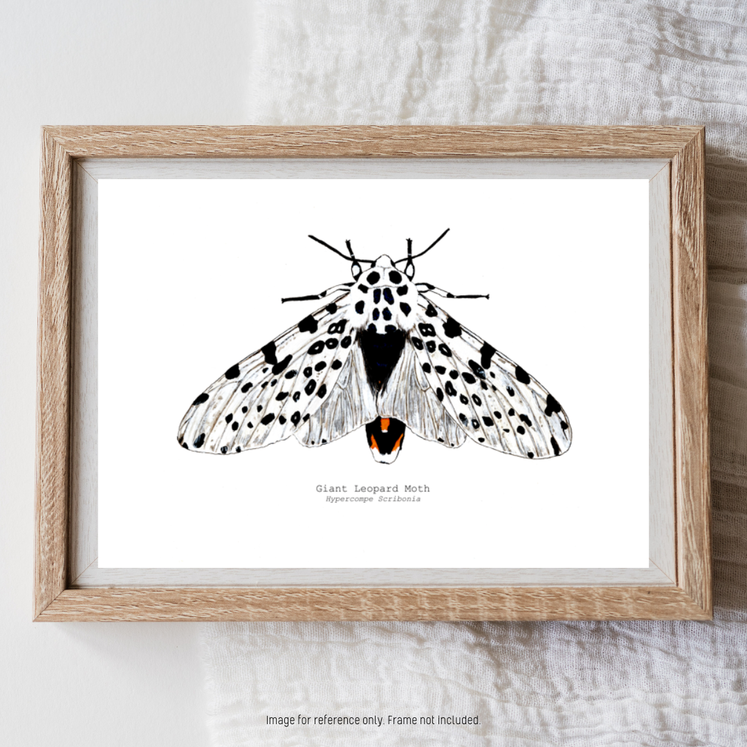 Watercolour Art Print - 'Giant Leopard Moth'