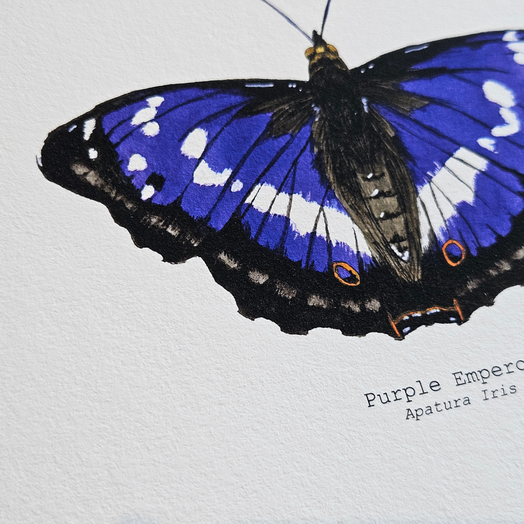 Watercolour Art Print - 'Purple Emperor Butterfly'