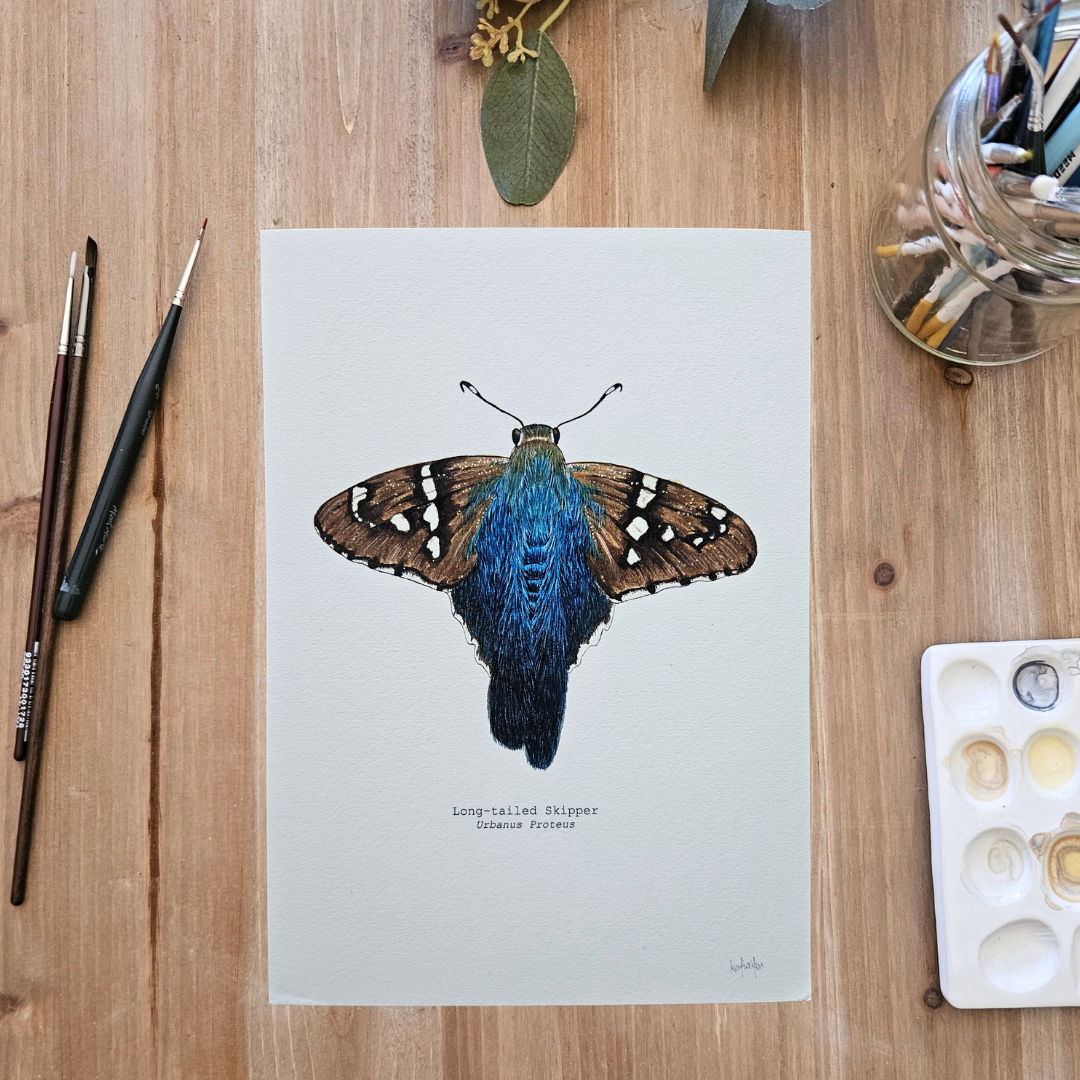 Watercolour Art Print - 'Long-tailed Skipper Butterfly'