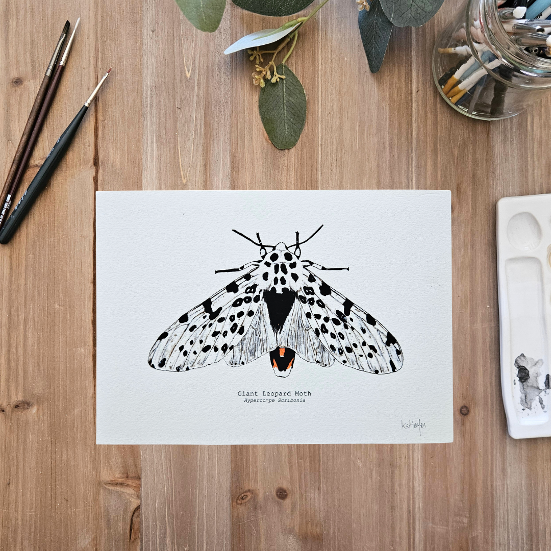 Watercolour Art Print - 'Giant Leopard Moth'