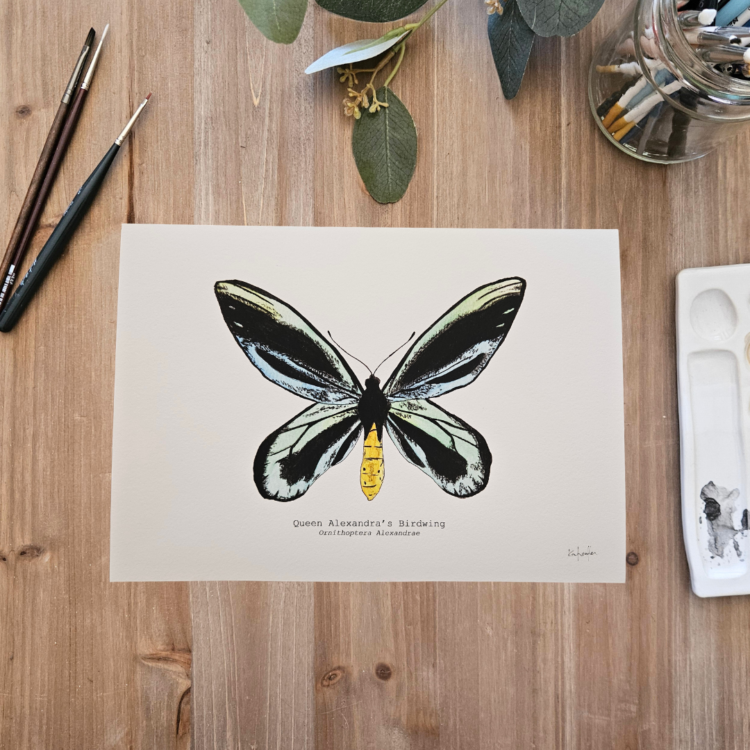 Watercolour Art Print - 'Queen Alexandra's Birdwing Butterfly'