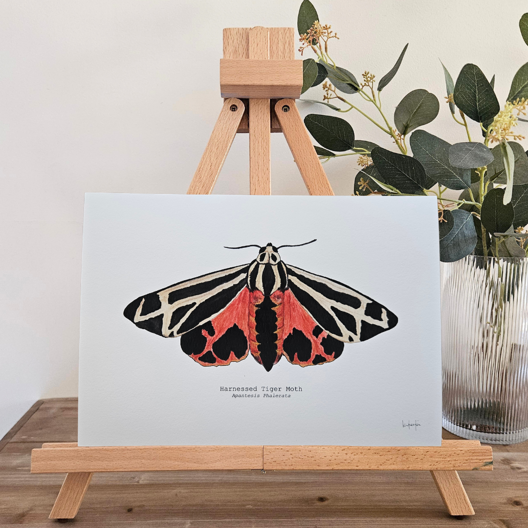 Watercolour Art Print - 'Harnessed Tiger Moth'