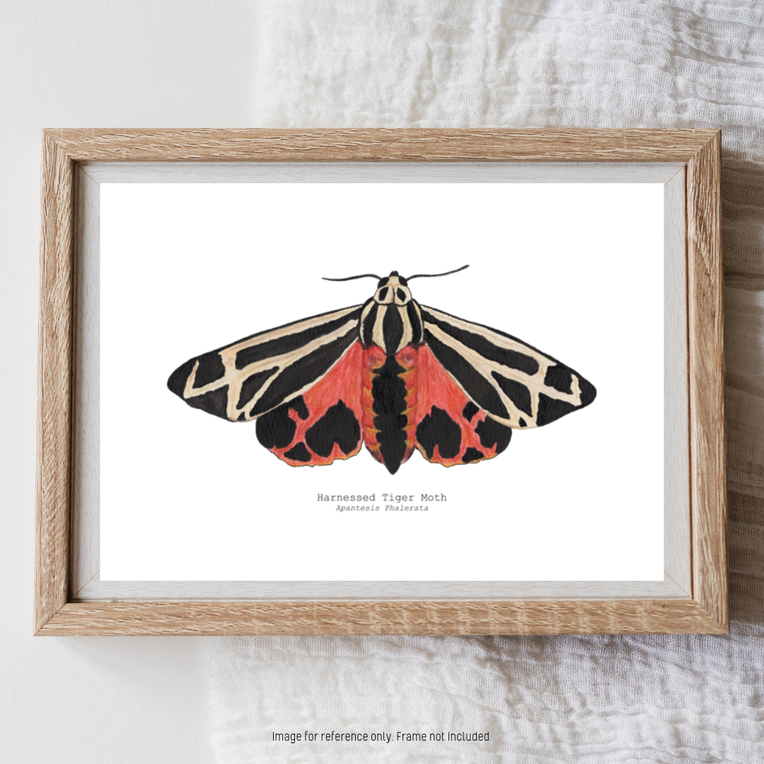 Watercolour Art Print - 'Harnessed Tiger Moth'